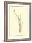 Baccopipia Gracilis-Edward Lear-Framed Giclee Print