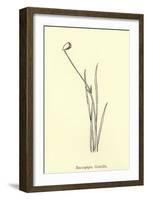 Baccopipia Gracilis-Edward Lear-Framed Giclee Print