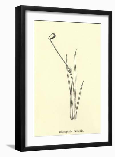 Baccopipia Gracilis-Edward Lear-Framed Giclee Print