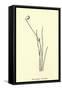 Baccopipia Gracilis-Edward Lear-Framed Stretched Canvas