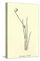 Baccopipia Gracilis-Edward Lear-Stretched Canvas