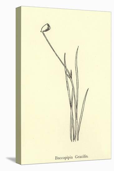 Baccopipia Gracilis-Edward Lear-Stretched Canvas