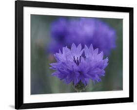 Bachelor's Button, Port Townsend, Washington, USA-null-Framed Photographic Print