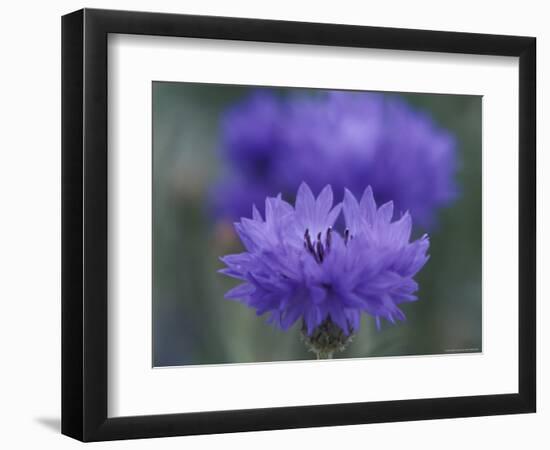 Bachelor's Button, Port Townsend, Washington, USA-null-Framed Photographic Print