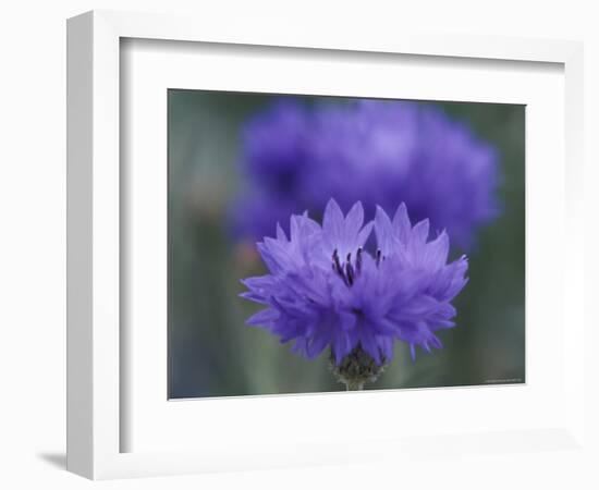 Bachelor's Button, Port Townsend, Washington, USA-null-Framed Photographic Print