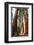 Bachelor Sequoia MariposaGrove-null-Framed Premium Giclee Print