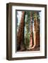 Bachelor Sequoia MariposaGrove-null-Framed Art Print