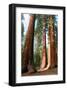 Bachelor Sequoia MariposaGrove-null-Framed Art Print