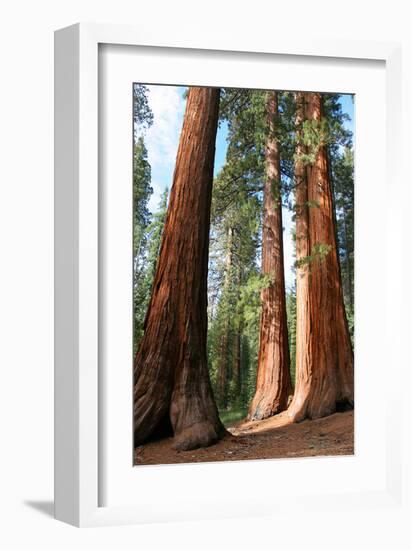 Bachelor Sequoia MariposaGrove-null-Framed Art Print