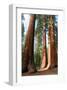 Bachelor Sequoia MariposaGrove-null-Framed Art Print