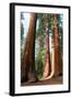 Bachelor Sequoia MariposaGrove-null-Framed Art Print