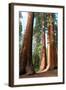 Bachelor Sequoia MariposaGrove-null-Framed Art Print