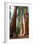 Bachelor Sequoia MariposaGrove-null-Framed Art Print