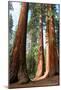 Bachelor Sequoia MariposaGrove-null-Mounted Art Print