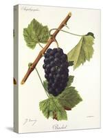 Bachet Grape-J. Troncy-Stretched Canvas