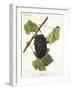 Bachet Grape-J. Troncy-Framed Giclee Print