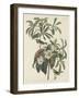 Bachman's Warbler, 1834-John James Audubon-Framed Giclee Print