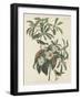 Bachman's Warbler, 1834-John James Audubon-Framed Giclee Print