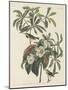 Bachman's Warbler, 1834-John James Audubon-Mounted Giclee Print