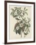 Bachman's Warbler, 1834-John James Audubon-Framed Giclee Print