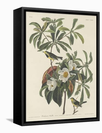 Bachman's Warbler, 1834-John James Audubon-Framed Stretched Canvas