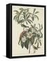 Bachman's Warbler, 1834-John James Audubon-Framed Stretched Canvas