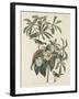 Bachman's Warbler, 1834-John James Audubon-Framed Giclee Print