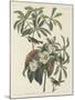 Bachman's Warbler, 1834-John James Audubon-Mounted Giclee Print