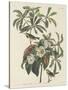 Bachman's Warbler, 1834-John James Audubon-Stretched Canvas