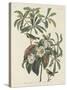 Bachman's Warbler, 1834-John James Audubon-Stretched Canvas
