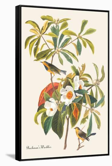 Bachman's Warbler-John James Audubon-Framed Stretched Canvas