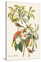 Bachman's Warbler-John James Audubon-Stretched Canvas
