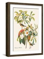 Bachman's Warbler-John James Audubon-Framed Art Print