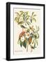 Bachman's Warbler-John James Audubon-Framed Art Print