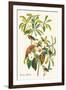 Bachman's Warbler-John James Audubon-Framed Art Print