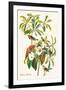 Bachman's Warbler-John James Audubon-Framed Art Print