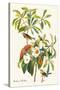 Bachman's Warbler-John James Audubon-Stretched Canvas