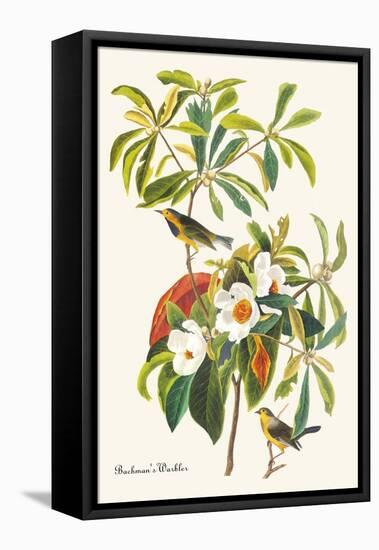 Bachman's Warbler-John James Audubon-Framed Stretched Canvas