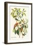 Bachman's Warbler-John James Audubon-Framed Art Print