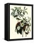 Bachman's Warblers-John James Audubon-Framed Stretched Canvas