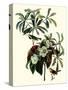 Bachman's Warblers-John James Audubon-Stretched Canvas