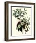 Bachman's Warblers-John James Audubon-Framed Giclee Print