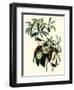 Bachman's Warblers-John James Audubon-Framed Giclee Print