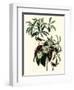 Bachman's Warblers-John James Audubon-Framed Giclee Print