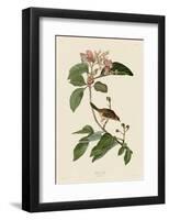 Bachmans Finch-John James Audubon-Framed Art Print