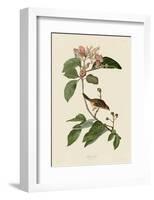 Bachmans Finch-John James Audubon-Framed Art Print