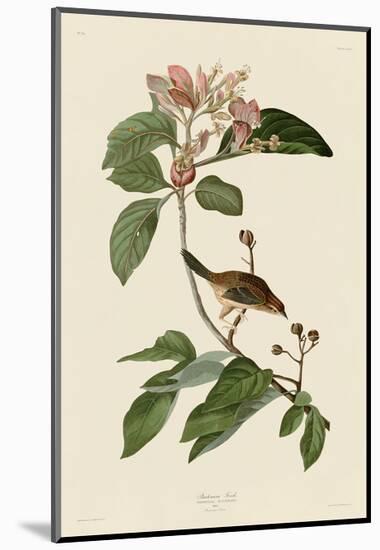 Bachmans Finch-John James Audubon-Mounted Art Print