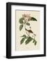 Bachmans Finch-John James Audubon-Framed Giclee Print