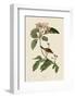 Bachmans Finch-John James Audubon-Framed Giclee Print
