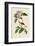 Bachmans Finch-John James Audubon-Framed Giclee Print